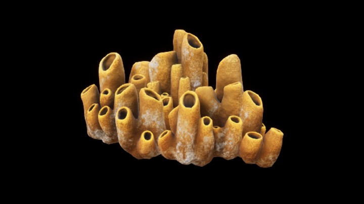 UE项目资源_模型资源_珊瑚120