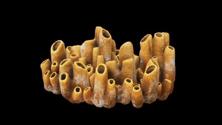 UE项目资源_模型资源_珊瑚122