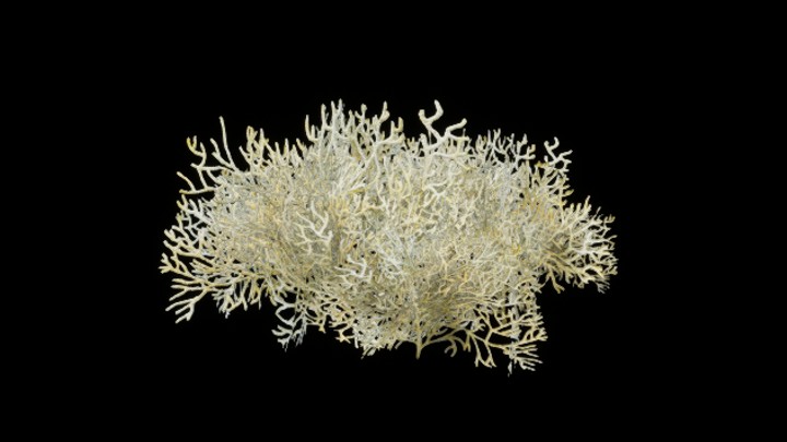 UE项目资源_模型资源_珊瑚130