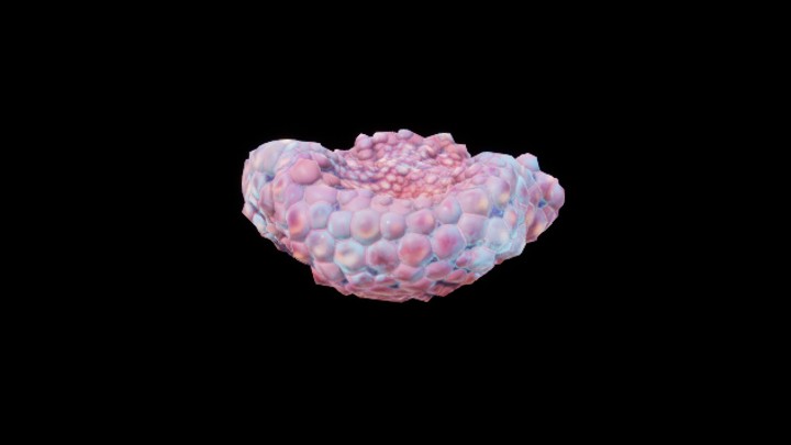 UE项目资源_模型资源_珊瑚139