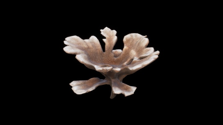 UE项目资源_模型资源_珊瑚140