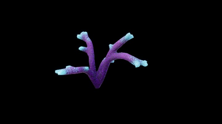 UE项目资源_模型资源_珊瑚150