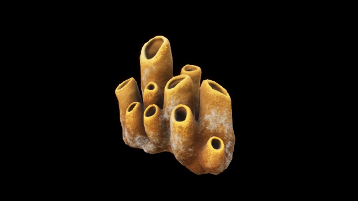 UE项目资源_模型资源_珊瑚156