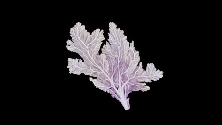 UE项目资源_模型资源_珊瑚170