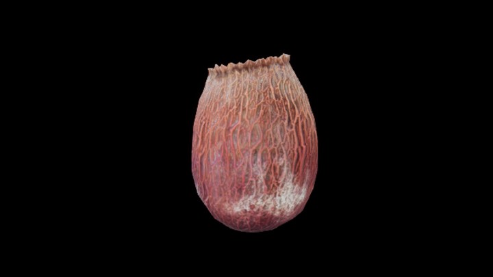 UE项目资源_模型资源_珊瑚173