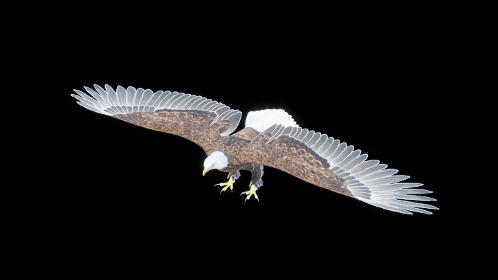 UE项目资源_模型资源_老鹰001