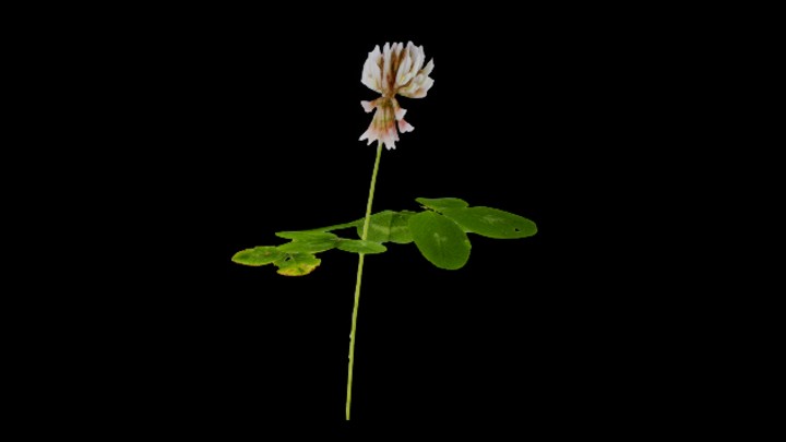 UE项目资源_模型资源_花217