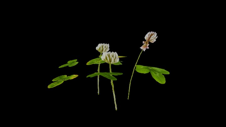 UE项目资源_模型资源_花218