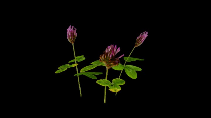 UE项目资源_模型资源_花219