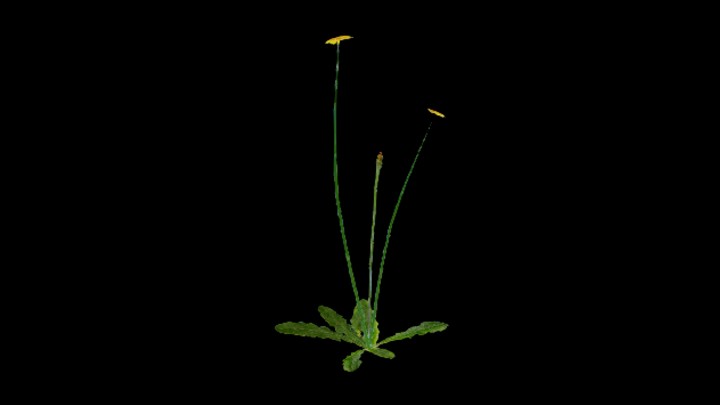 UE项目资源_模型资源_花236