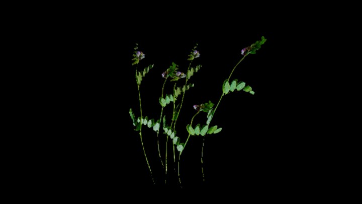 UE项目资源_模型资源_花258