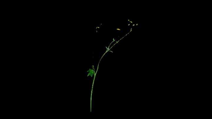 UE项目资源_模型资源_花259