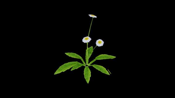 UE项目资源_模型资源_花269