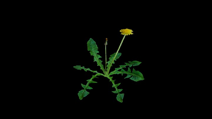 UE项目资源_模型资源_花271