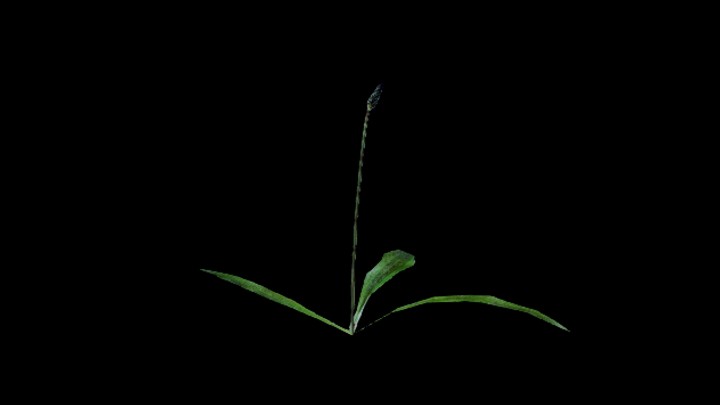 UE项目资源_模型资源_花276