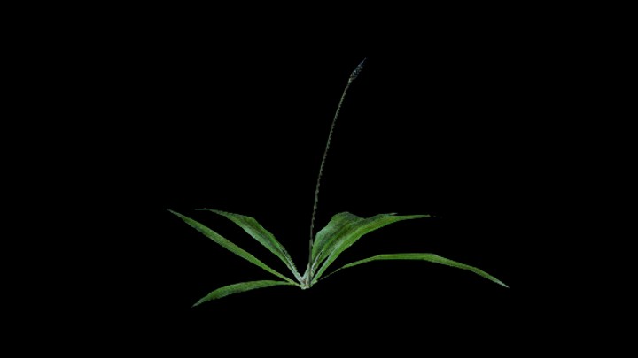 UE项目资源_模型资源_花277