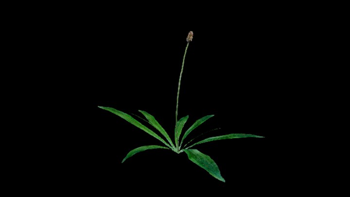 UE项目资源_模型资源_花278