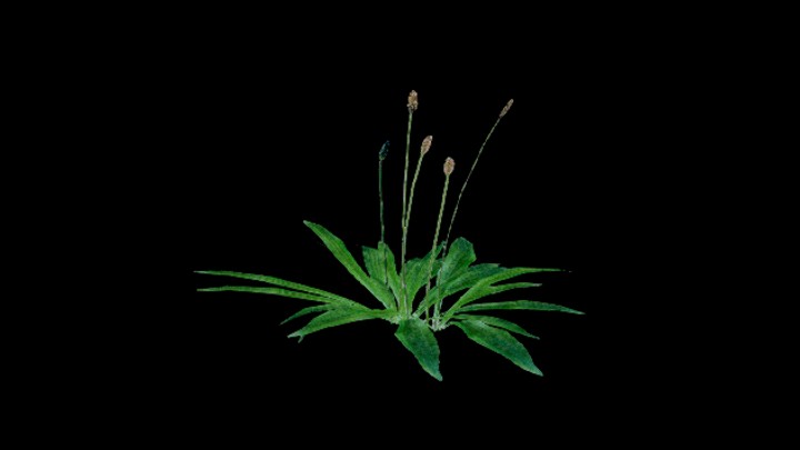 UE项目资源_模型资源_花280