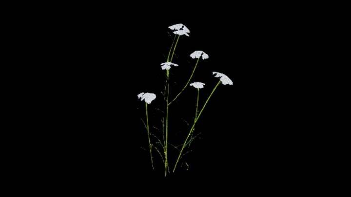 UE项目资源_模型资源_花285