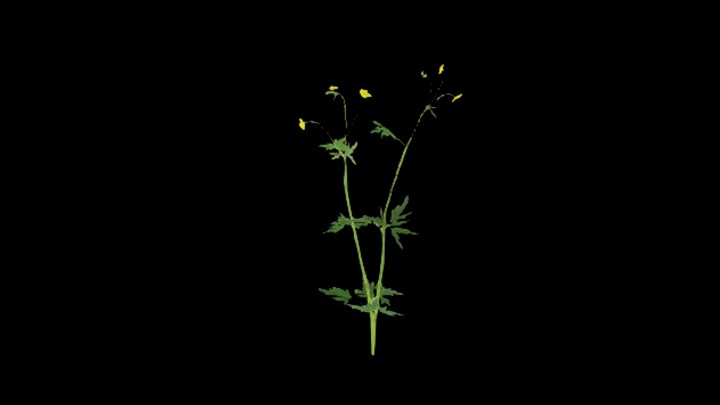 UE项目资源_模型资源_花309