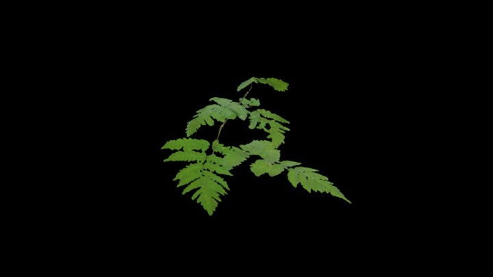 UE项目资源_模型资源_草856