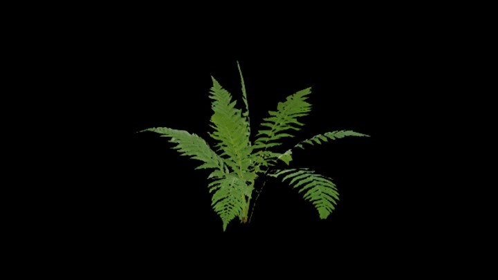 UE项目资源_模型资源_草871