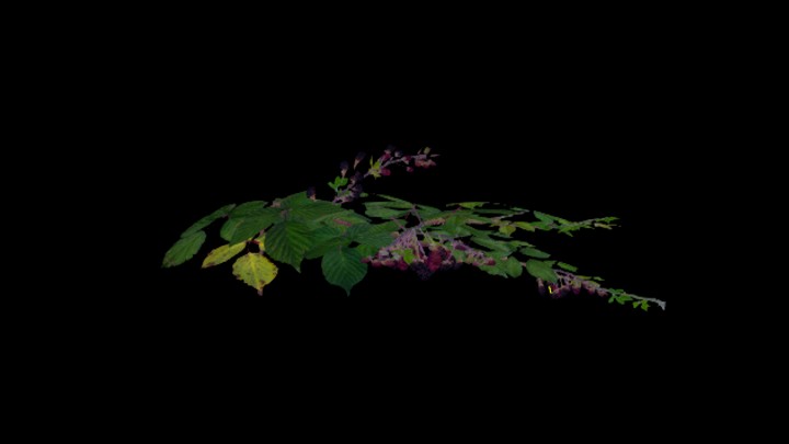 UE项目资源_模型资源_草本植物006