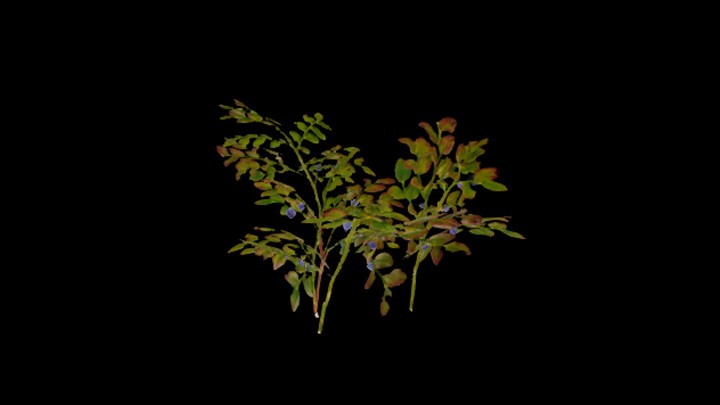 UE项目资源_模型资源_草本植物016