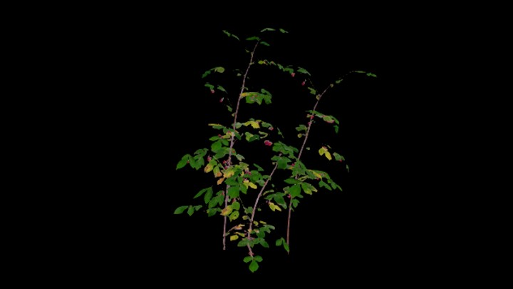 UE项目资源_模型资源_草本植物023