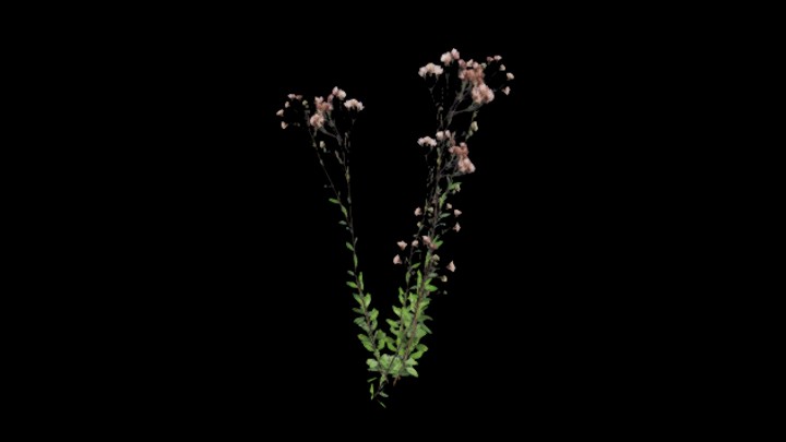 UE项目资源_模型资源_草本植物032