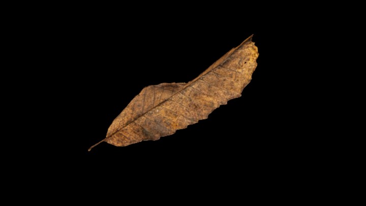 UE项目资源_模型资源_落叶020