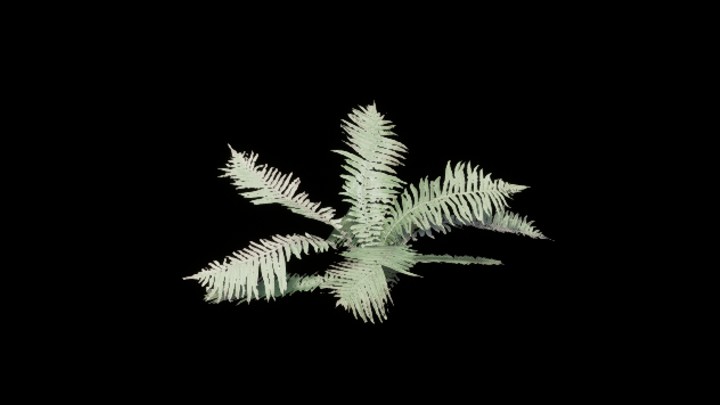 UE项目资源_模型资源_蕨类植物002