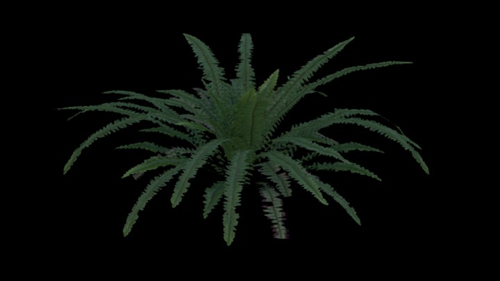 UE项目资源_模型资源_蕨草001