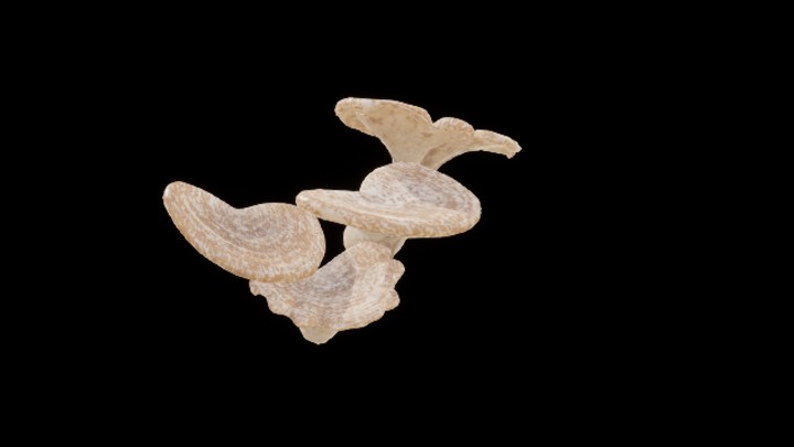 UE项目资源_模型资源_蘑菇210