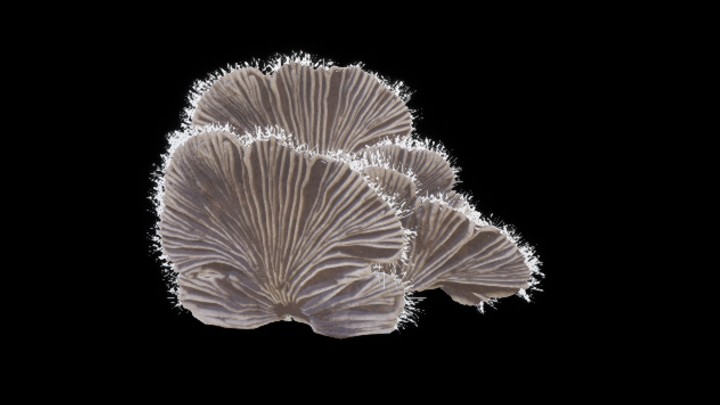 UE项目资源_模型资源_蘑菇218