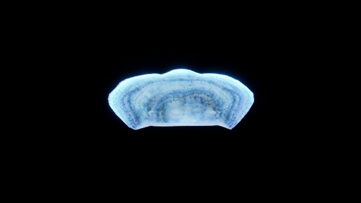 UE项目资源_模型资源_风格化植物039