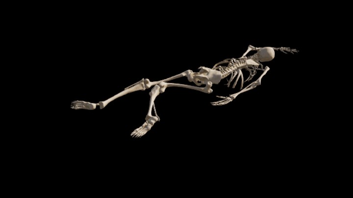 UE项目资源_模型资源_骨骼037