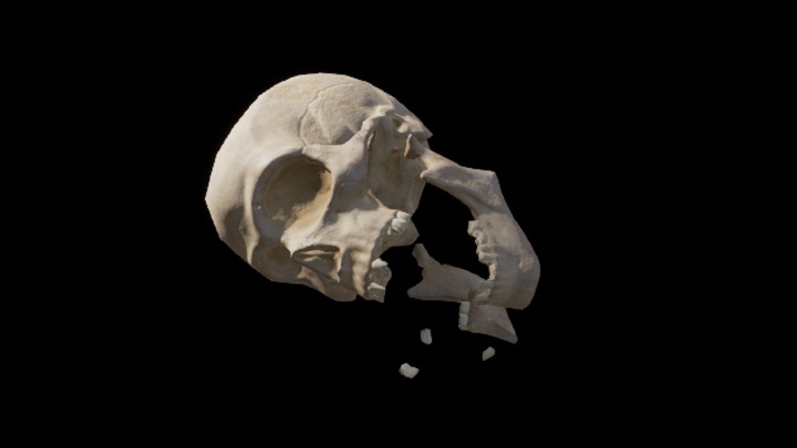 UE项目资源_模型资源_骨骼046