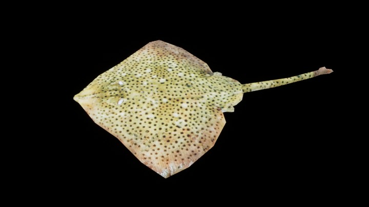 UE项目资源_模型资源_鱼033