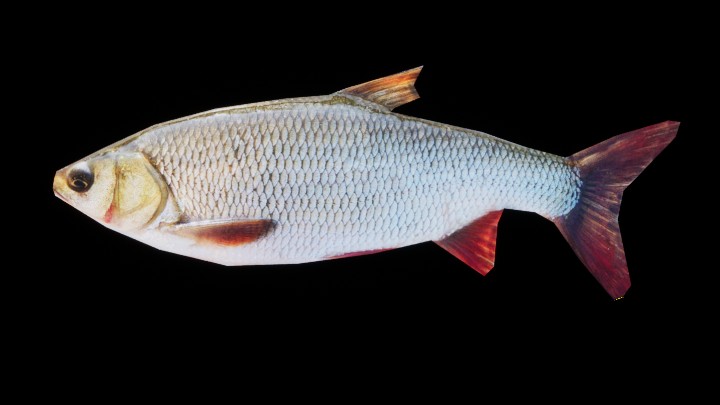 UE项目资源_模型资源_鱼039