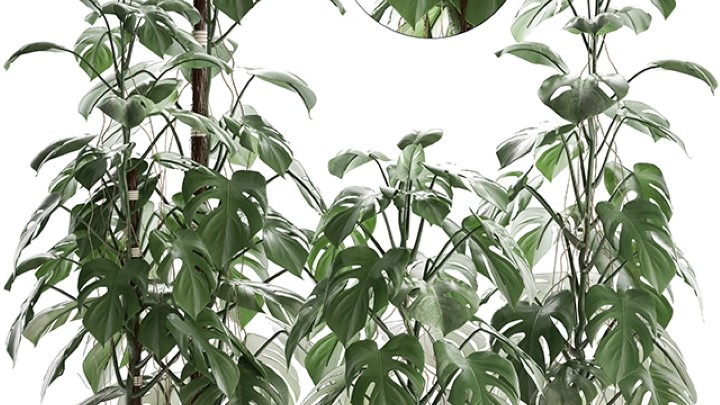 渲染模型_室内植物008