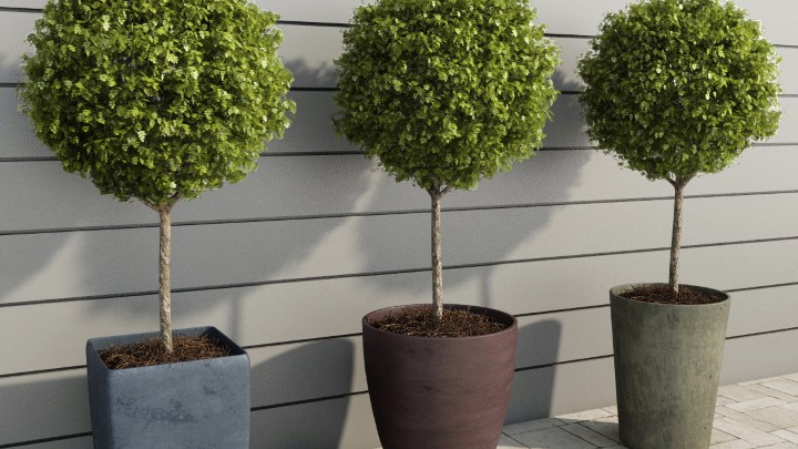 渲染模型_室内植物010