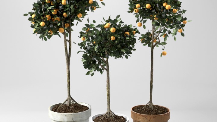 渲染模型_室内植物024