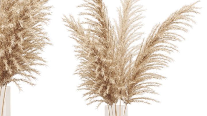 渲染模型_室内植物029