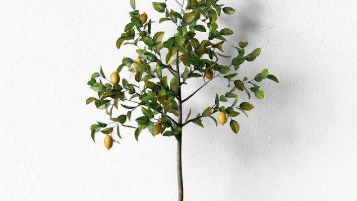 渲染模型_室内植物033