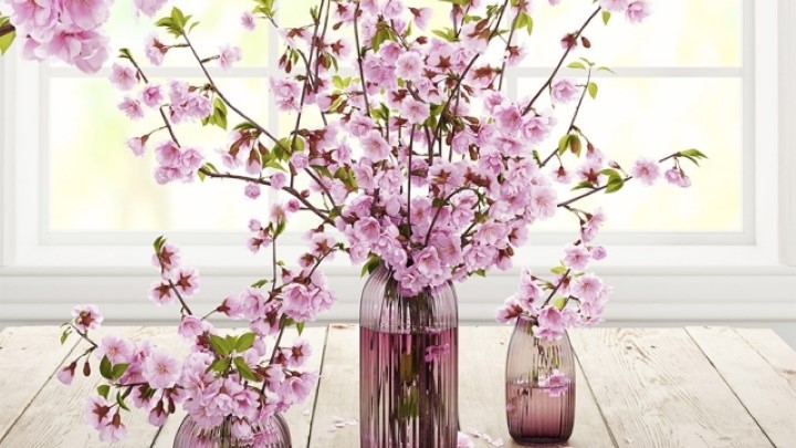 渲染模型_室内植物040