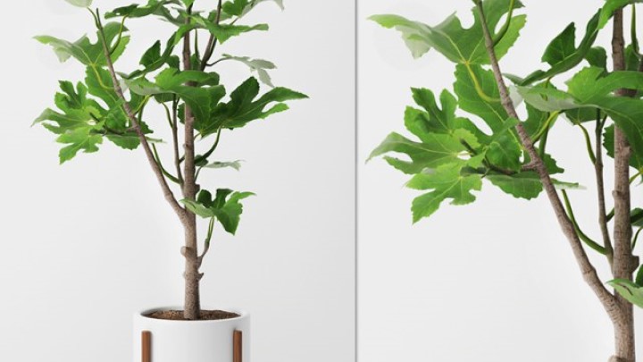 渲染模型_室内植物059