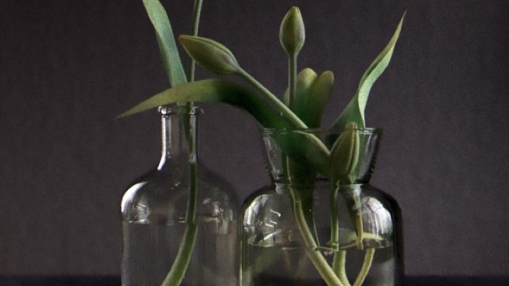 渲染模型_室内植物063