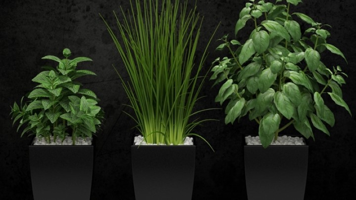 渲染模型_室内植物080