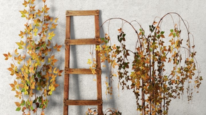 渲染模型_室内植物101